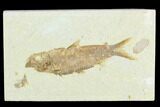 Fossil Fish (Knightia) - Green River Formation #122892-1